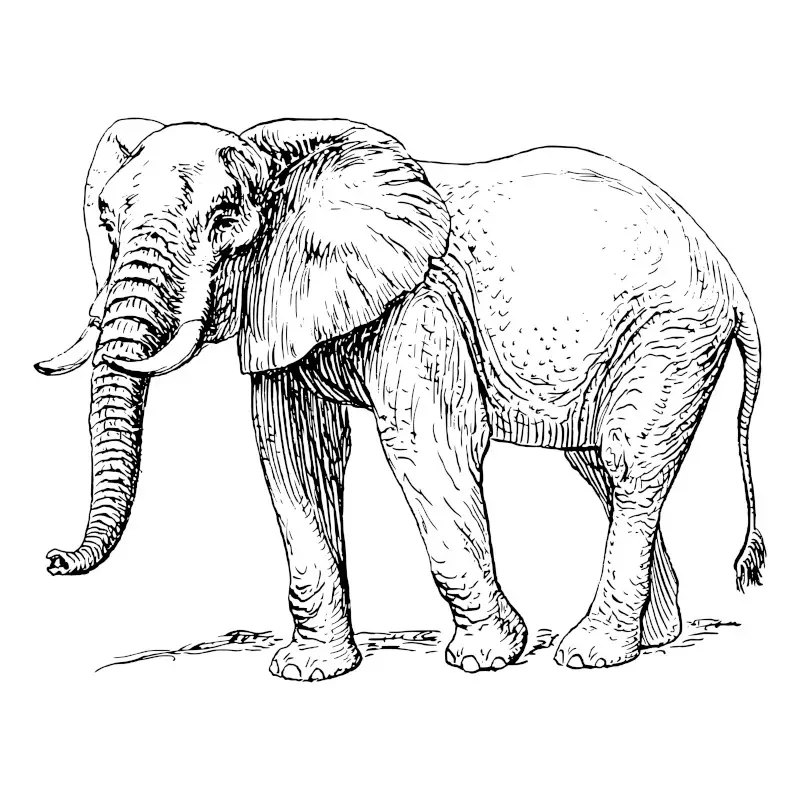 Detailed Sketch of Elephant